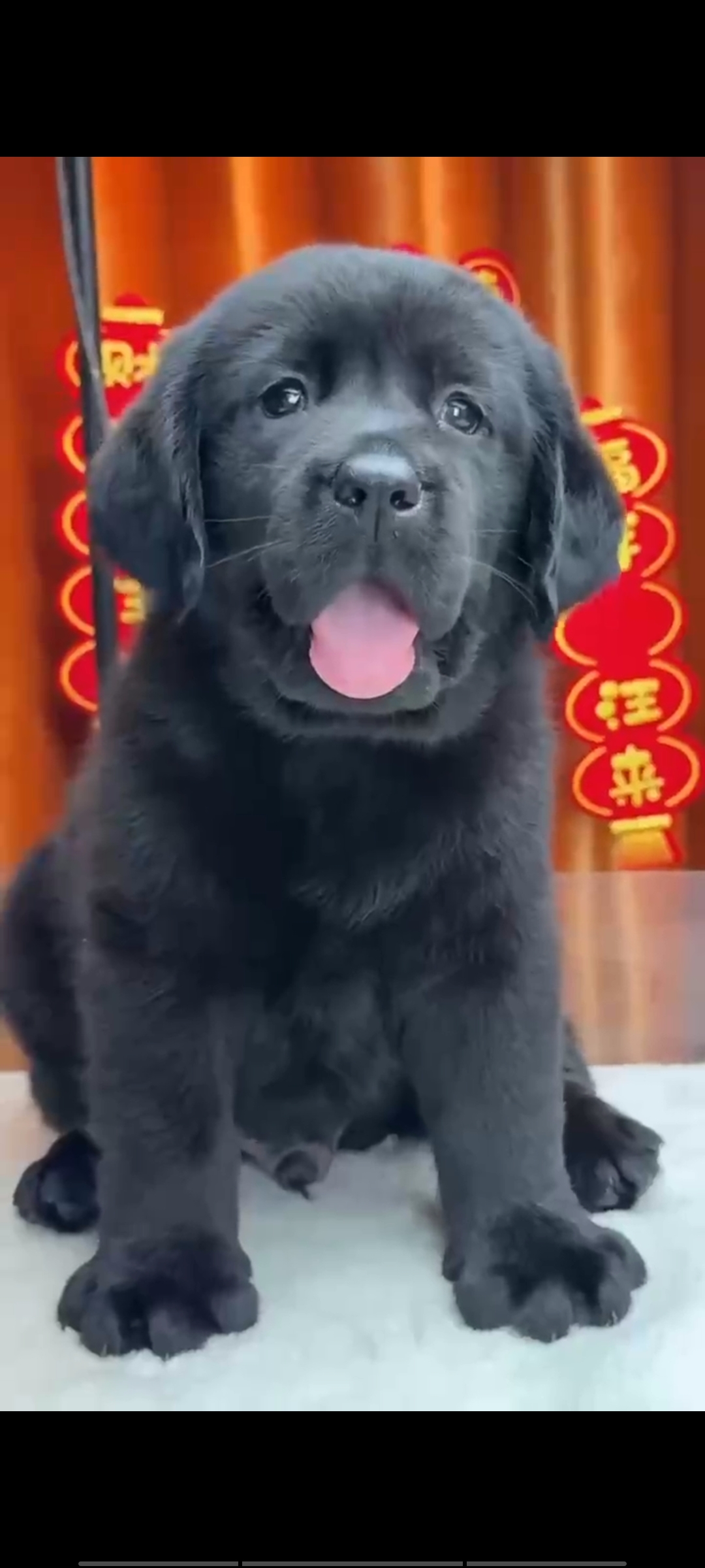 高端拉布拉多，已打两针疫苗